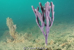 Purple sponge in the murky waters of Mahurangi Harbour by Daniel Poloha 